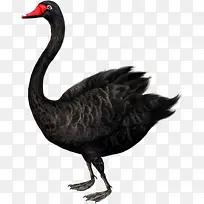 黑天鹅鸟类珍稀物种