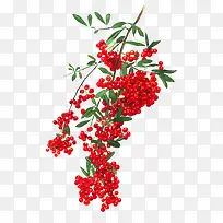 山楂
