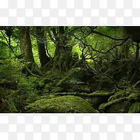 神秘绿色森林里的石头