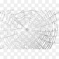 蜘蛛蜘蛛网图标