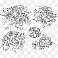 手绘菊花线稿