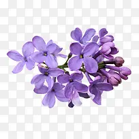紫蓝色的花