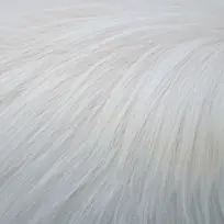 白色动物皮毛