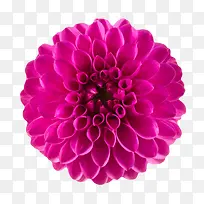 紫色鲜艳的卷着的一朵大花实物