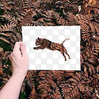 一张豹子图案的纸