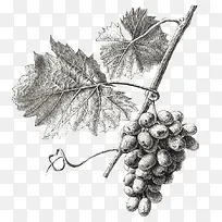黑白素描葡萄