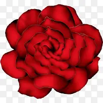 红色玫瑰装饰