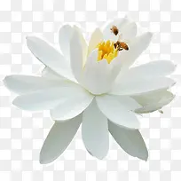 蜜蜂采蜜