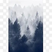 冬季浓厚雾气的森林