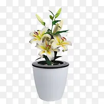 白百合植物花卉
