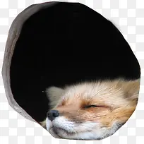狐狸洞穴睡觉素材免抠