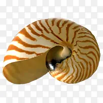 蜗牛贝壳动物