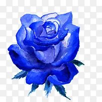 蓝色水彩玫瑰花朵