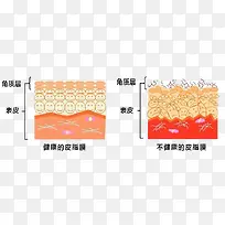 皮肤细胞