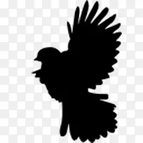 puffedbird鸟的轮廓