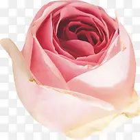 粉白玫瑰
