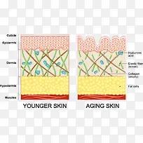 皮肤年轻和衰老对比图