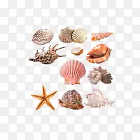 贝壳种类