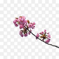 粉色樱花树枝