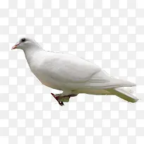 白色代表和平的信鸽