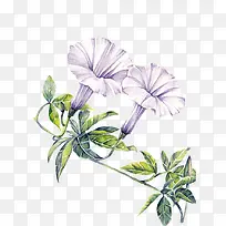 紫白色牵牛花