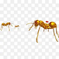 金色蚂蚁