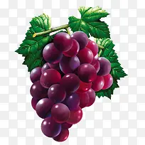 手绘紫色滴水珠的葡萄素材