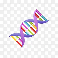 彩色DNA结构图