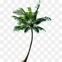 高清摄影绿色的大树棕榈树