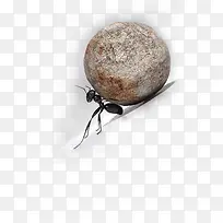 励志教育奋力抵挡石头的蚂蚁