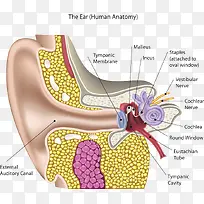 耳朵细胞结构
