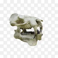 动物头骨化石实物