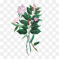 花儿