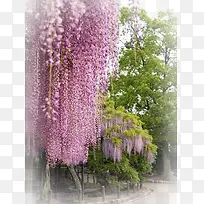 装饰花卉图案