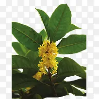 桂花枝
