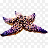 紫色海洋海星生物
