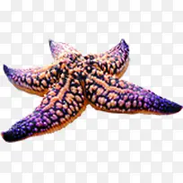 黄紫色海星海报装饰