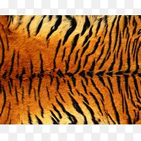 老虎皮纹理图案背景