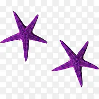 紫色漂亮海星