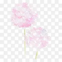 蒲公英