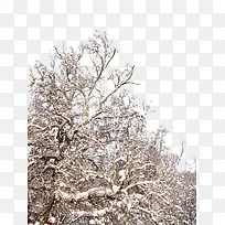 冬天桦树林中的雪