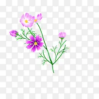 美丽紫色花朵