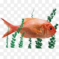 红色景观鱼热带鱼