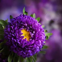 模糊背景紫色鲜花