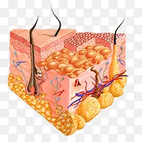 皮肤结构生物学图片