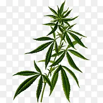 绿色植物大麻图谱