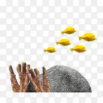 黄色小鱼在石头跟枝干之间游