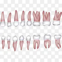 各种形状的矢量牙齿