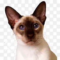 可爱紫眼睛小猫咪