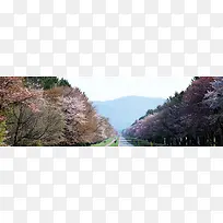 春季桃园